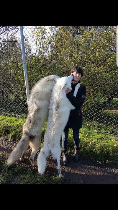 Wolfsbegegnung mit Hund-Wie richtig Verhalten?-Beitrag-Bild