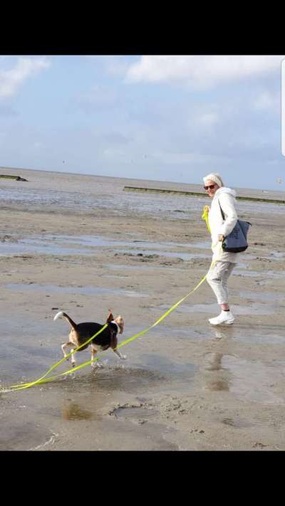 Die Dogorama Wochen Challenge: “Dein Hund im Urlaub”-Beitrag-Bild