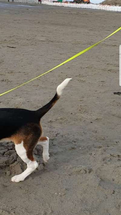 Lustige Merkmale am Hund - Fellzeichnungen :)-Beitrag-Bild