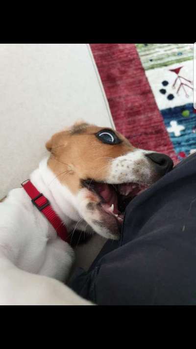 Lustigsten Grimassen von euren Hunden-Beitrag-Bild