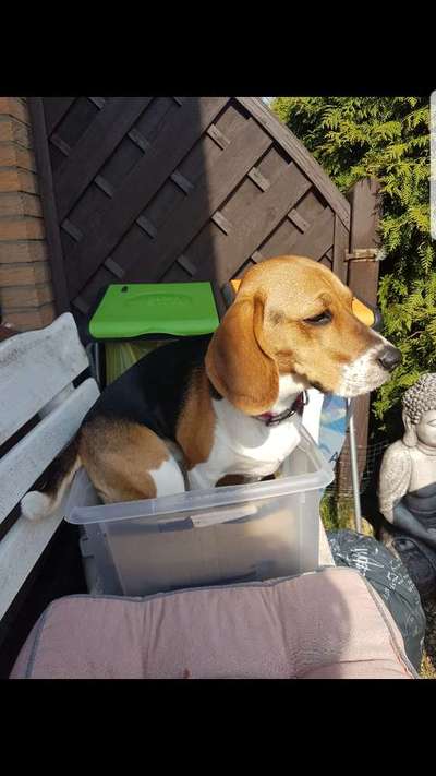 Hier ist der Spaßthread. Zum Schmunzeln und Kaputtlachen-Beitrag-Bild