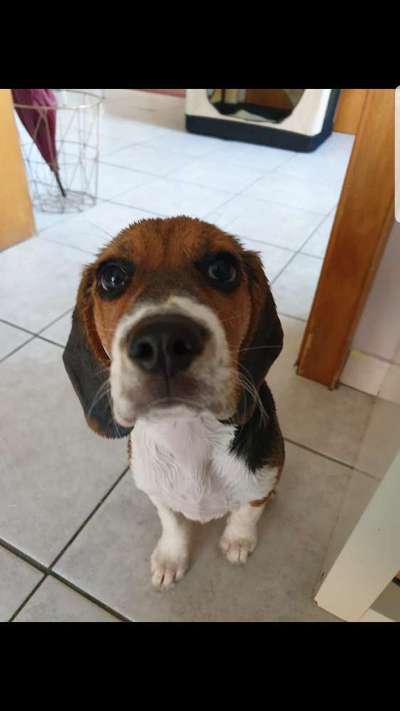 CHALLENGE NR. 19 - Der Hundeblick-Beitrag-Bild