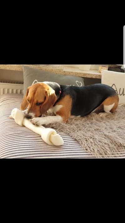 Fotochallenge 31 - Das perfekte Hundedinner-Beitrag-Bild