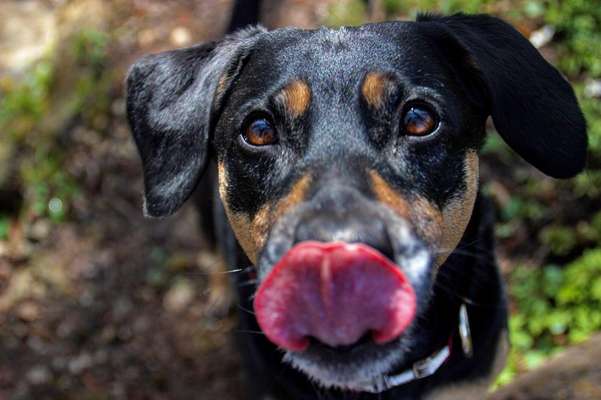 Tongue Out Tuesday-Beitrag-Bild