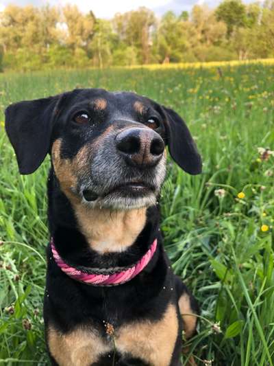 Labradorfans-Beitrag-Bild