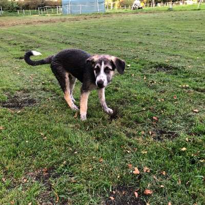 Hundetreffen-Gassi & Spielen