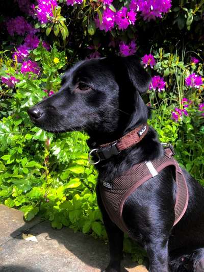 Die Dogorama Wochen Challenge "Friends will be Friends"-Beitrag-Bild