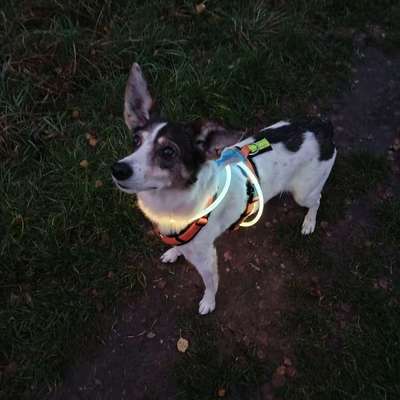 Hundetreffen-Neue Gassi Kontakte-Bild