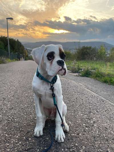 Deutsche Boxer-Beitrag-Bild