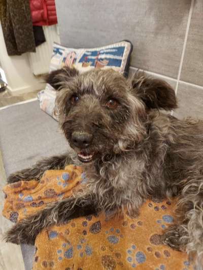 Entlaufene, Gefundene und Vermisste Hunde-Beitrag-Bild