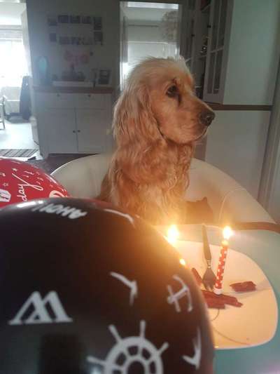 Englisch Cocker Spaniel-Beitrag-Bild