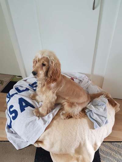 Englisch Cocker Spaniel-Beitrag-Bild