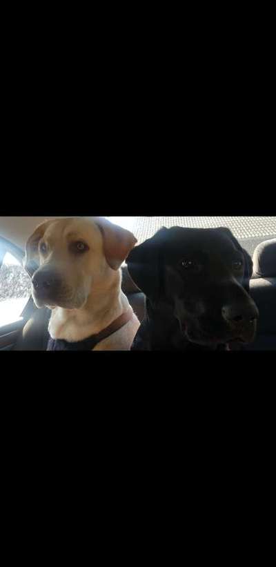 Labradorfans-Beitrag-Bild