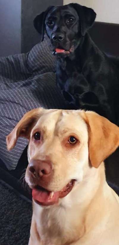 Labradorfans-Beitrag-Bild