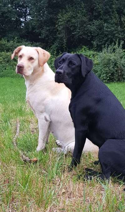 Labradorfans-Beitrag-Bild