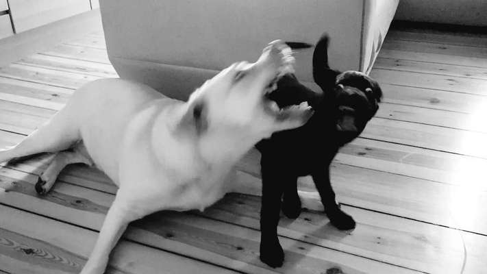 Labradorfans-Beitrag-Bild