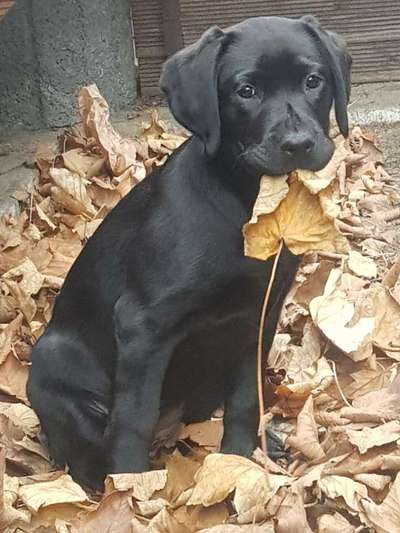 Welpen Bilder !-Beitrag-Bild