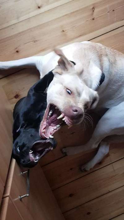 Labradorfans-Beitrag-Bild