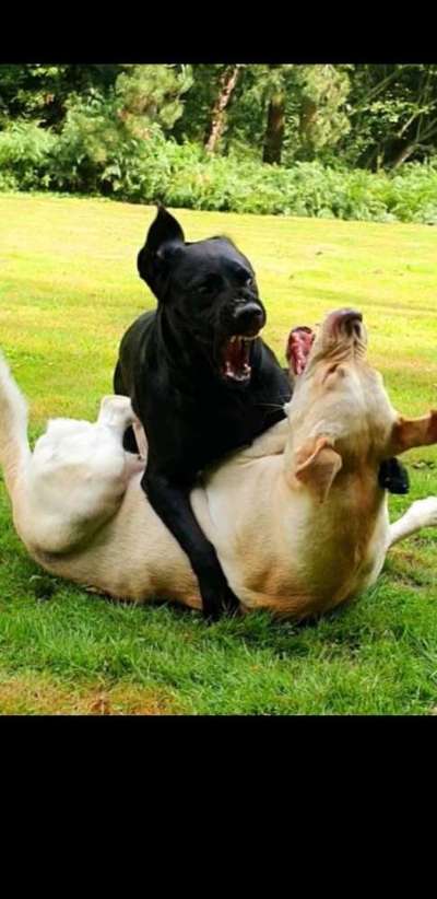 Labradorfans-Beitrag-Bild