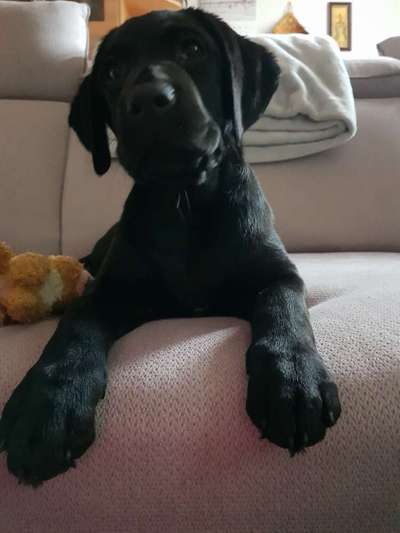 Welpen Bilder !-Beitrag-Bild