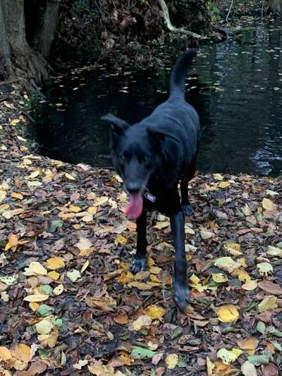 Zeigt her eure Pudel und Pudelmischlinge (:-Beitrag-Bild