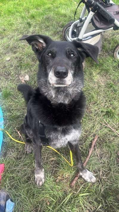 Zeigt her eure Pudel und Pudelmischlinge (:-Beitrag-Bild