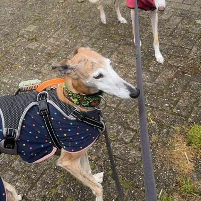 Hundetreffen-Entspannte Spaziergänge-Bild