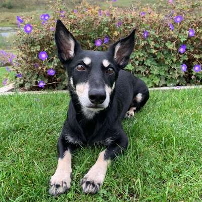 Hundetreffen-Gemeinsames spazieren gehen-Bild