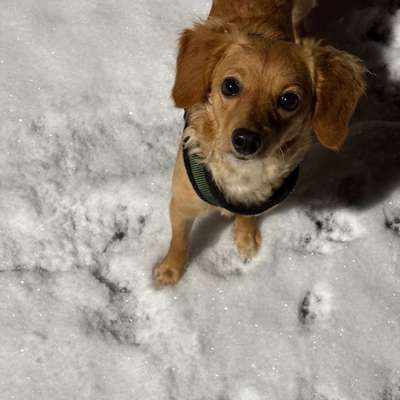 Hundetreffen-Suche Gassi- und Spielpartner für meine Hündin-Bild