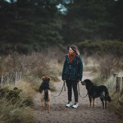 Hundetreffen-Gemeinsamer Spaziergang?-Bild