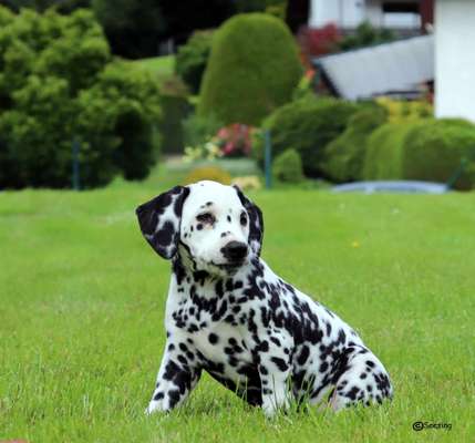 Hundetreffen-Welpe trifft gut erzogenen erwachsenen Hund-Bild