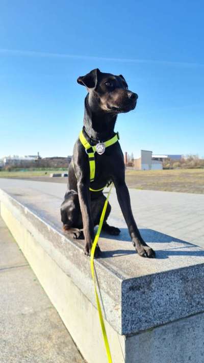 Seltene Rassen!-Beitrag-Bild