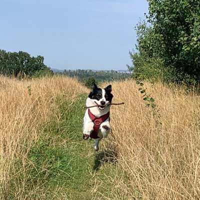 Hundetreffen-Treffen zum toben der Hunde-Bild