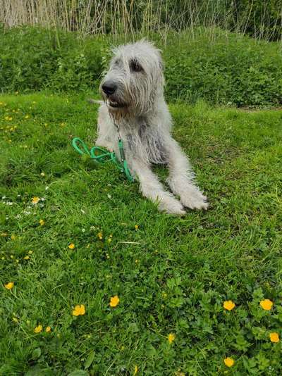 Windhunde - Treffen der besonderen Schönheiten
HERZLICH WILLKOMMEN-Beitrag-Bild