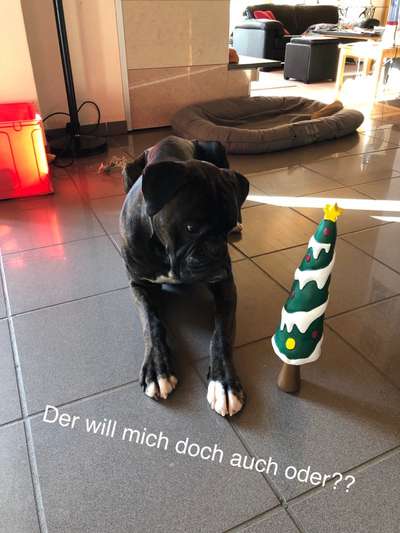 Die Dogorama Wochen Challenge-Beitrag-Bild