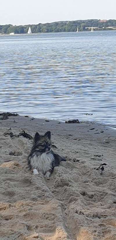 Dogorama-Monats-Challenge-Mai "Wasser"-Beitrag-Bild