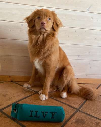 Nova Scotia Duck Tolling Retriever-Beitrag-Bild