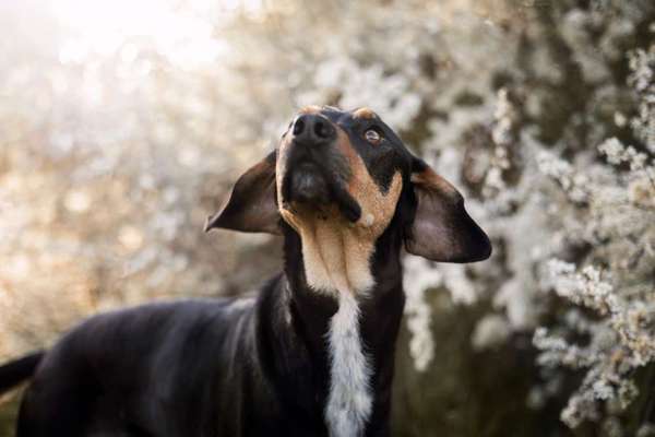 Hundetreffen-Gassikumpel/ine gesucht🐶-Bild