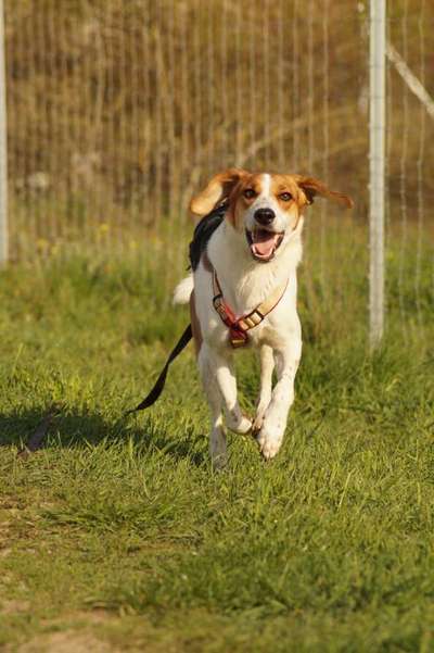 Hundetreffen-Gemeinsame Spaziergänge-Bild