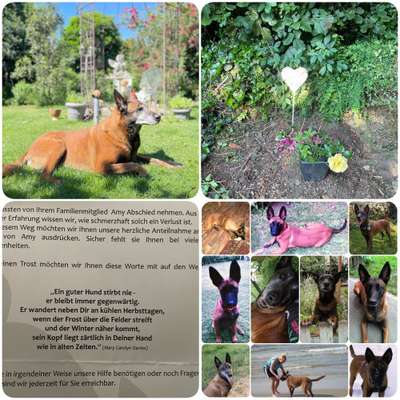 Unsere Fellnasen im Regenbogenland-Beitrag-Bild