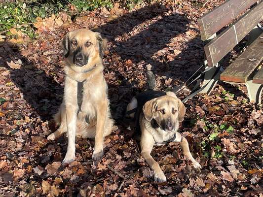 Hunde aus Griechenland-Beitrag-Bild