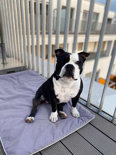 Sind  hier noch andere American Bulldog Leute-Beitrag-Bild