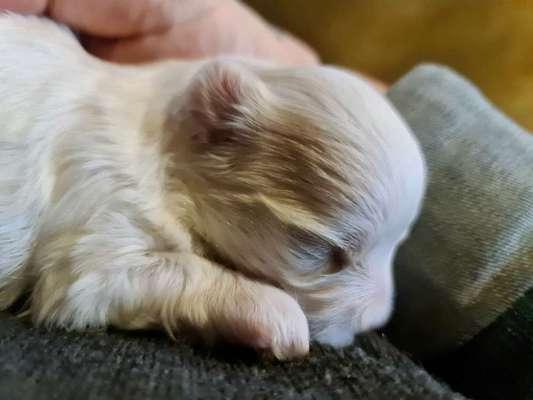 Wie kamst du zu deinem Hund?-Beitrag-Bild