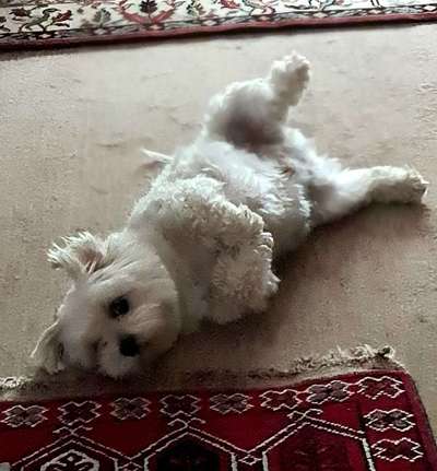 Wie kamst du zu deinem Hund?-Beitrag-Bild