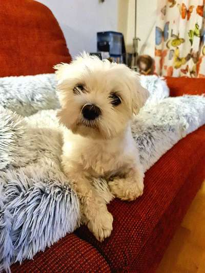 Wie kamst du zu deinem Hund?-Beitrag-Bild