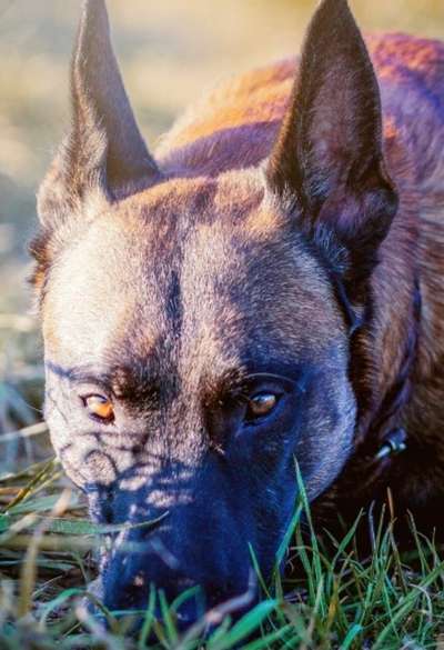 Foto's und Hundemodels-Beitrag-Bild