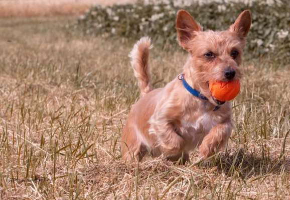 Mischlinge raten - Rätselspaß-Beitrag-Bild