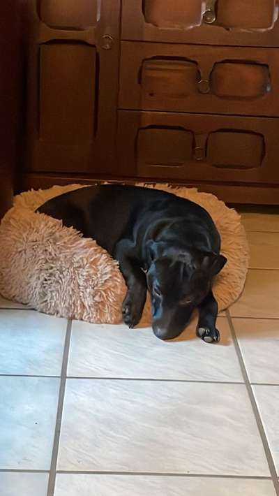 Patterdale Terrier-Beitrag-Bild