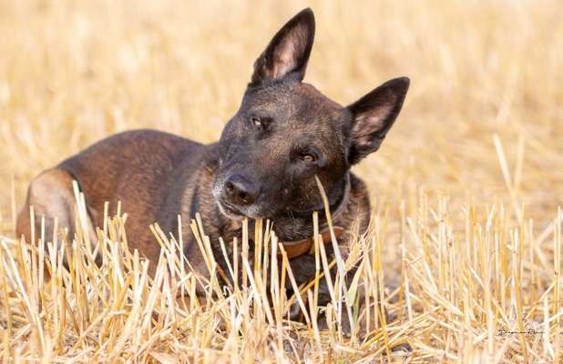 Foto's und Hundemodels-Beitrag-Bild