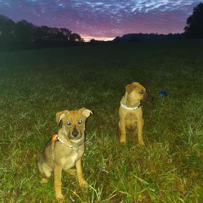 Hundetreffen-Junghund/ Welpentreffen-Bild